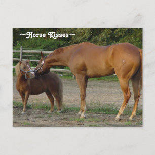 Carte postale de baisers de cheval