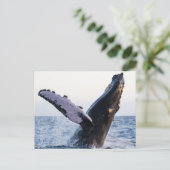 Carte postale de baleine à bosse (Debout devant)