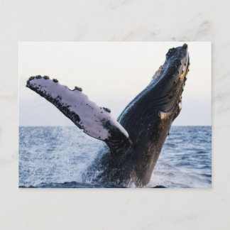 Carte postale de baleine à bosse