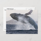 Carte postale de baleine à bosse (Devant / Derrière)
