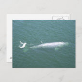 Carte postale de baleine grise (Devant / Derrière)