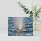 Carte postale de baleine grise (Debout devant)