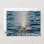 Carte postale de baleine grise (Devant / Derrière)