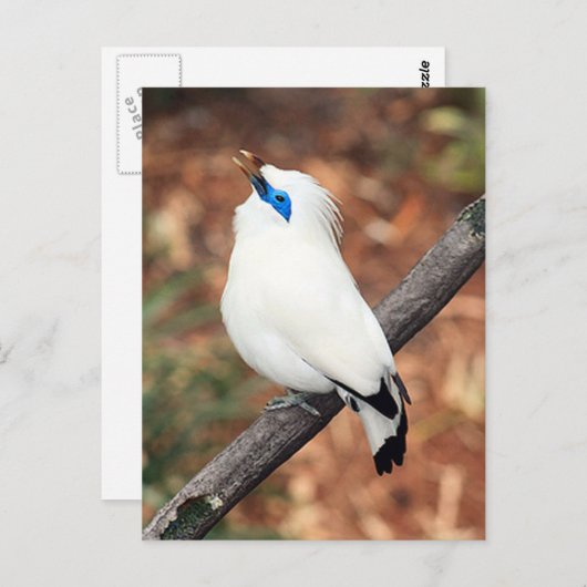 Carte postale de Bali Minah Bird (Devant / Derrière)