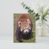 Carte postale de bandit (Debout devant)