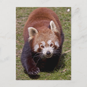 Carte postale de bandit