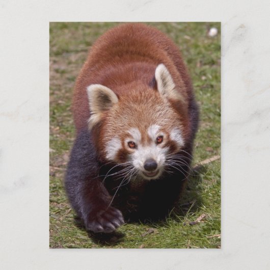 Carte postale de bandit (Devant)
