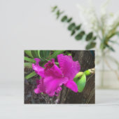 Carte postale de beauté (Debout devant)