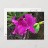 Carte postale de beauté (Devant / Derrière)