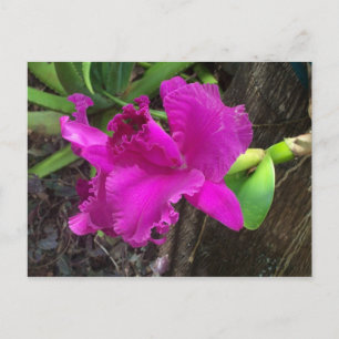 Carte postale de beauté