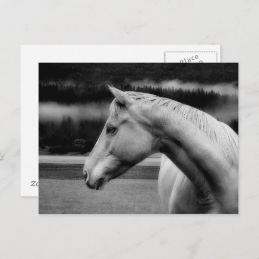 Carte postale de beauté blanche (Devant / Derrière)