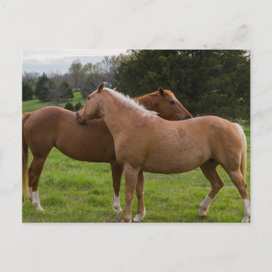 Carte postale de beautés au bain (Devant)