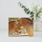 Carte Postale De beaux chevaux (Debout devant)
