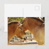 Carte Postale De beaux chevaux (Devant / Derrière)