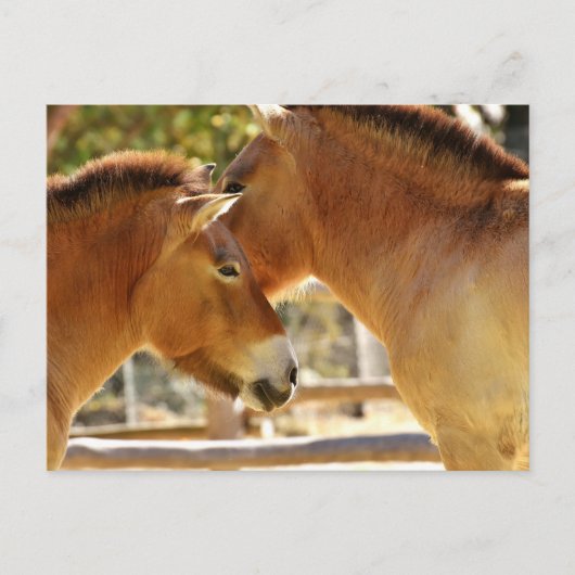 Carte Postale De beaux chevaux (Devant)