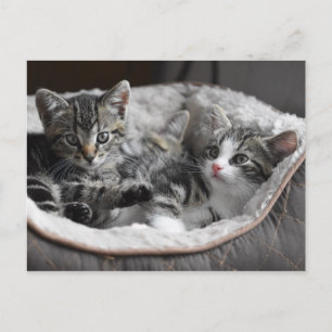 carte postale de bébé chatons