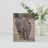 Carte postale de bébé éléphant (Debout devant)