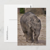 Carte postale de bébé éléphant (Devant / Derrière)
