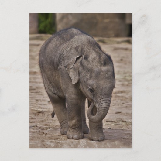 Carte postale de bébé éléphant (Devant)