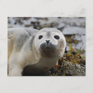 Carte postale de bébé phoque