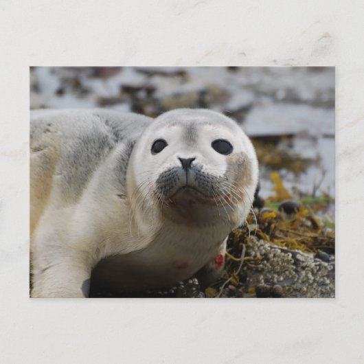 Carte postale de bébé phoque (Devant)