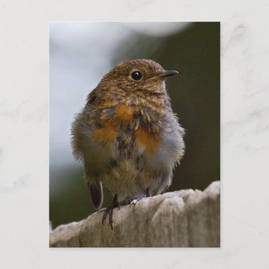 Carte postale de bébé rouge-gorge (Devant)