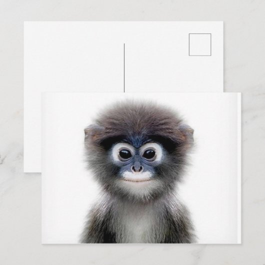 carte postale de bébé singe (Devant / Derrière)