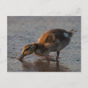 Carte postale de bébé soif