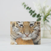 Carte postale de bébé tigre (Debout devant)