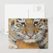 Carte postale de bébé tigre (Devant / Derrière)