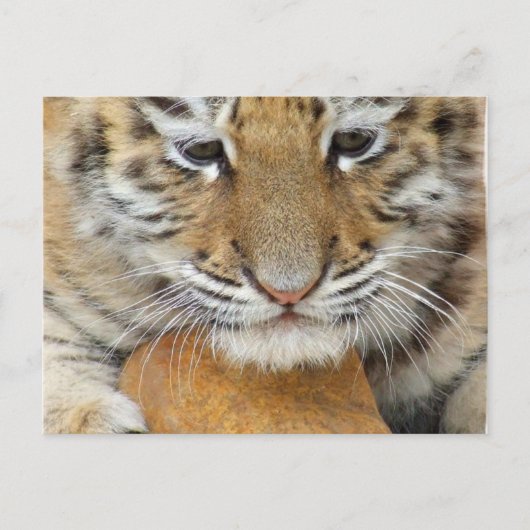 Carte postale de bébé tigre (Devant)
