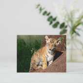 carte postale de bébé tigre (Debout devant)