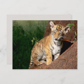 carte postale de bébé tigre (Devant / Derrière)