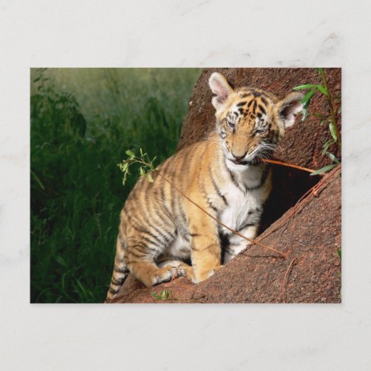 carte postale de bébé tigre (Devant)