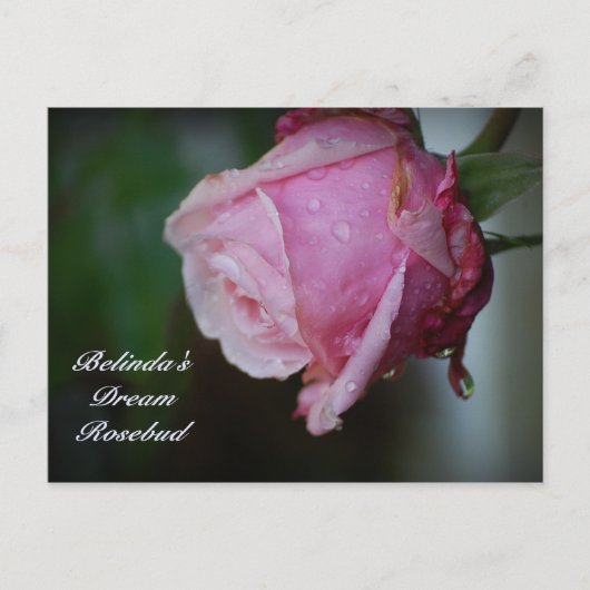 Carte postale de Belinda Dream Rosebud (Devant)