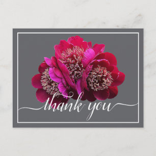 Carte Postale De belles pivoines cramoisies couleur de fond Merc