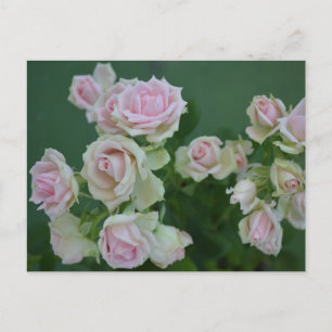 Carte Postale De belles roses de jardin rose clair