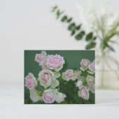 Carte Postale De belles roses de jardin rose clair (Debout devant)