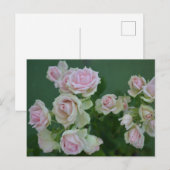Carte Postale De belles roses de jardin rose clair (Devant / Derrière)