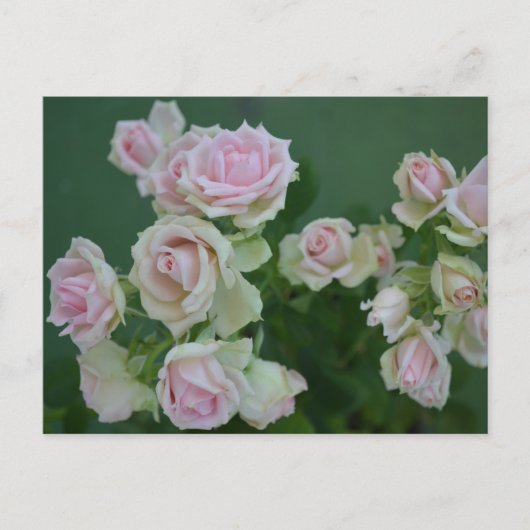 Carte Postale De belles roses de jardin rose clair (Devant)