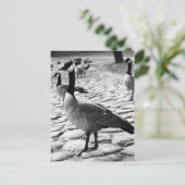 Carte postale de bernaches du Canada près du lac (Debout devant)