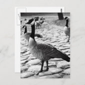 Carte postale de bernaches du Canada près du lac (Devant / Derrière)