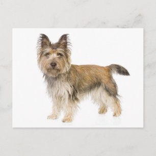 Carte postale de bienvenue avec chiot Cairn Terrie