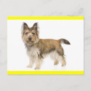 Carte postale de bienvenue avec chiot Cairn Terrie