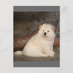 Carte postale de bienvenue avec chiot Chow Chow