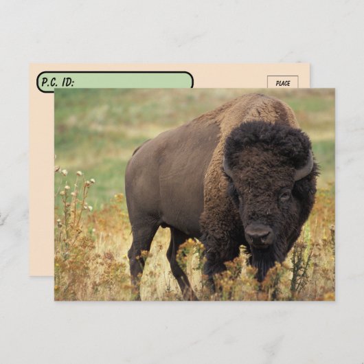 Carte postale de bison américain (Devant / Derrière)