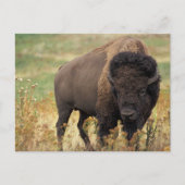 Carte postale de bison américain (Devant)