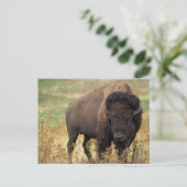Carte postale de Bison d'Amérique / Buffle (Debout devant)
