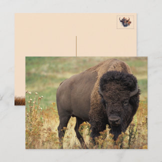 Carte postale de Bison d'Amérique / Buffle