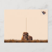 Carte postale de Bison d'Amérique / Buffle (Dos)